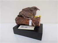 藏品(臺灣夜鷹)的圖片